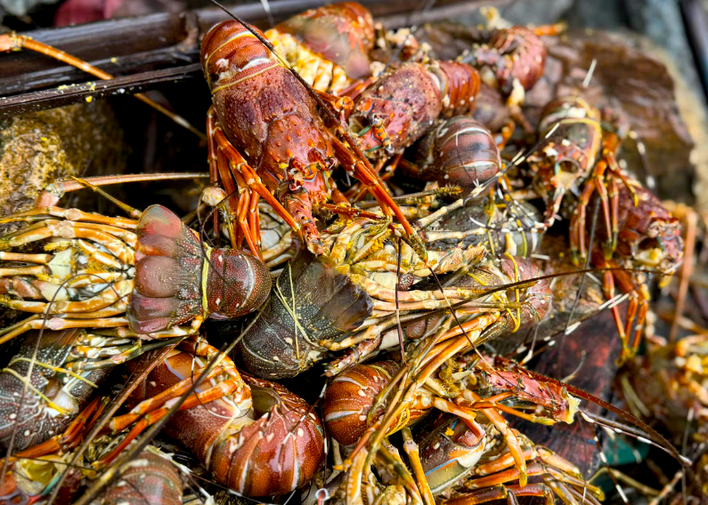 Tôm hùm chết sạch, chất đống bốc mùi hôi thối sau lũ - Ảnh 10