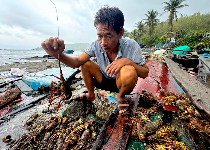 Tôm hùm chết sạch, chất đống bốc mùi hôi thối sau lũ - Ảnh 7
