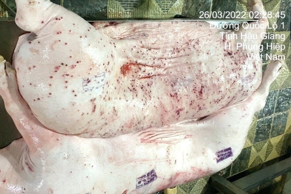 Doanh thu ở Việt Nam của C.P. Foods giảm 17% khiến doanh thu toàn cầu giảm dù thị trường Trung Quốc bật tăng 36% - Ảnh 2