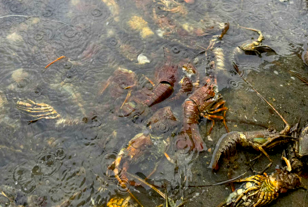 Tôm hùm chết sạch, chất đống bốc mùi hôi thối sau lũ - Ảnh 11