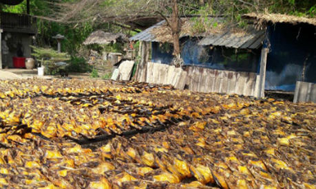 Châu Âu đang thiếu hụt một mặt hàng mở ra cơ hội lớn cho Việt Nam: Thu về gần 150 triệu USD, cả thế giới tranh nuôi nhưng chỉ nước ta tạo ra ngành công nghiệp - Ảnh 1