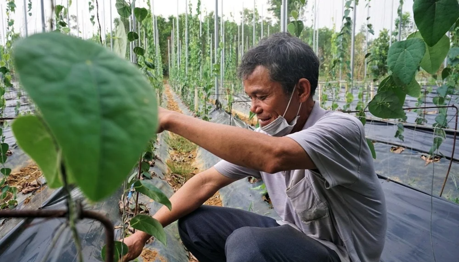 Nông dân đổi đời nhờ trồng loại cây mọc dại: "Đếm lá tính tiền", thu về 2 tỷ/năm - Ảnh 1