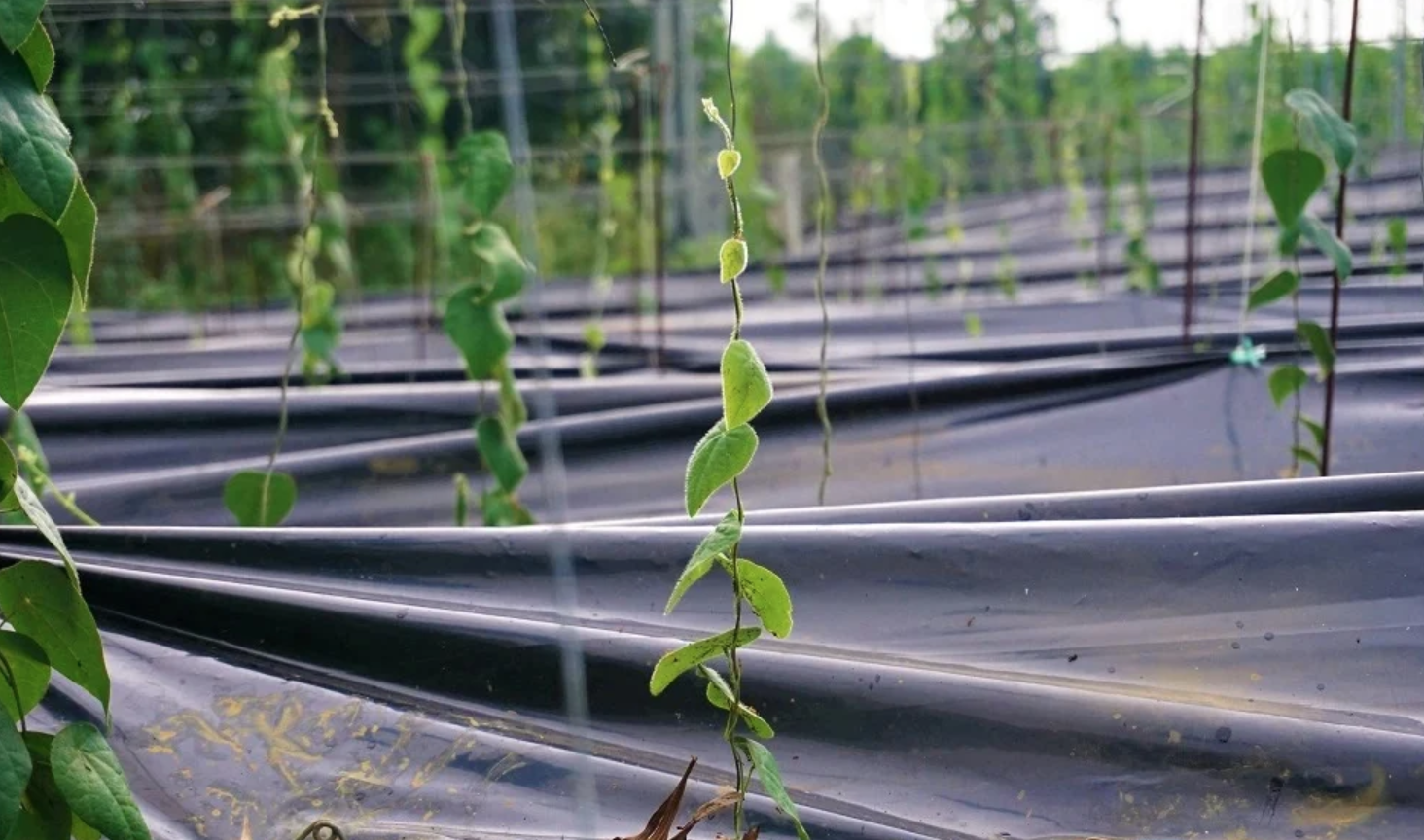 Nông dân đổi đời nhờ trồng loại cây mọc dại: "Đếm lá tính tiền", thu về 2 tỷ/năm - Ảnh 2