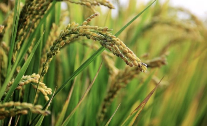 Quốc gia mua gạo nhiều nhất thế giới vừa gia hạn lệnh cấm nhập khẩu đến hết năm 2025, đề xuất áp thuế lên đến 50% từ những thị trường này - Ảnh 1