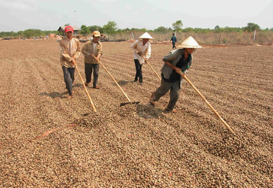 Campuchia, châu Phi đua nhau đưa vào Việt Nam một loại nông sản quan trọng: Là trợ lực giúp nước ta xuất khẩu bỏ xa thế giới, giá ngày càng đắt đỏ - Ảnh 1