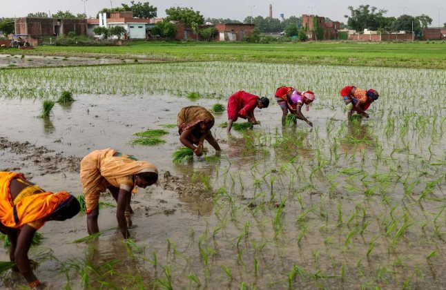 Buồn của quốc gia sản xuất gạo hàng đầu thế giới: Từng cấm xuất khẩu do thiếu hụt nay dư cung trầm trọng, giá nội địa sắp giảm thêm 15% - Ảnh 1