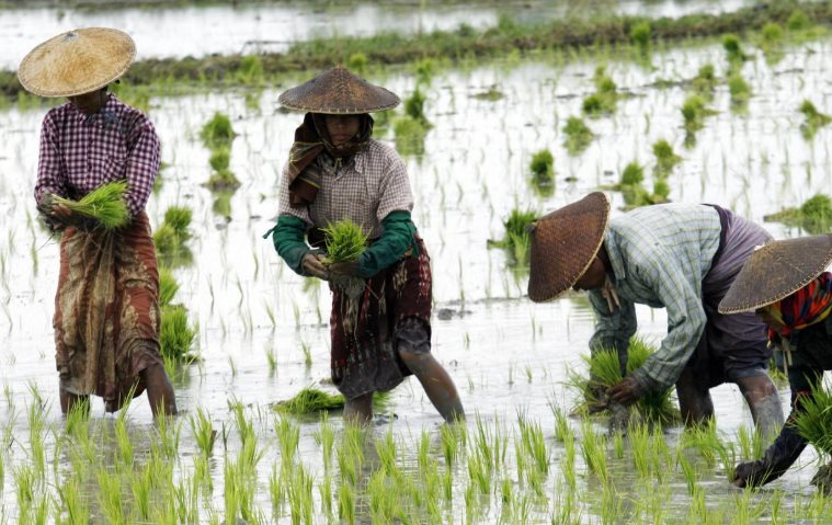 Buồn của các quốc gia xuất khẩu gạo châu Á: Ông trùm nhập khẩu lớn thứ 3 thế giới sắp dư thừa đến 4 triệu tấn gạo, nối gót Philippines tiếp tục ngừng nhập khẩu - Ảnh 1