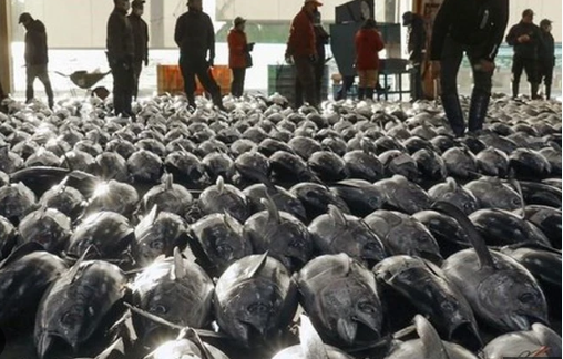 Một loại ‘siêu thực phẩm’ của Việt Nam đang được Nga cực kỳ ưa chuộng: Ưu đãi thuế nhập khẩu 0%, hơn 75 thị trường đang là khách ruột - Ảnh 1