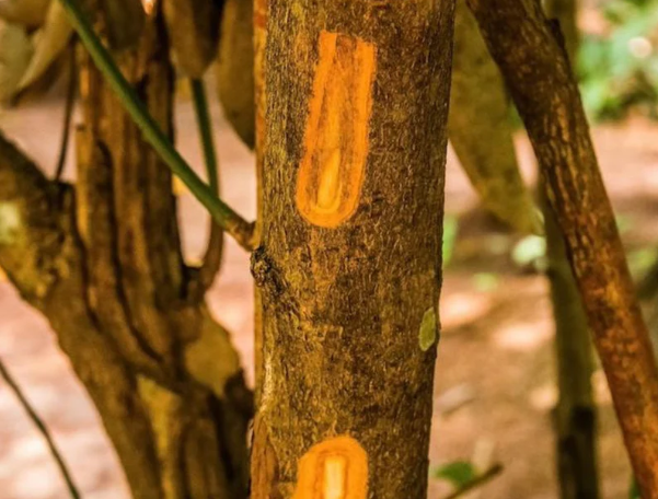 Một loại ‘vàng nâu’ quý báu của thế giới nhưng Việt Nam trồng bạt ngàn: Từ thân đến là đều ra tiền, thu về gần 250 triệu USD kể từ đầu năm - Ảnh 1