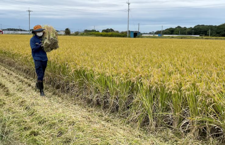 Chuyện gì đang xảy ra tại nền kinh tế lớn thứ 4 thế giới: Áp thuế gạo nhập khẩu cao chót vót nhưng vẫn rẻ hơn hàng nội địa, người tiêu dùng chịu mức giá đắt đỏ - Ảnh 1