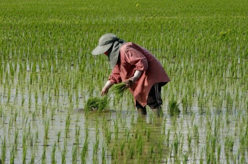 Cuộc khủng hoảng mới của gạo Thái Lan: Giá xuất khẩu thấp nhất 15 năm, chuyên gia cảnh báo đang tụt hậu so với Việt Nam điều quan trọng này - Ảnh 1