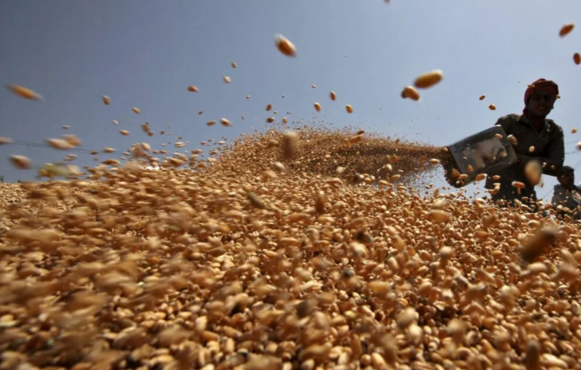 Không phải gạo hay ngô, Ukraine vừa đưa hàng trăm nghìn tấn nông sản quan trọng về Việt Nam chỉ trong 1 tháng: Nước ta tiêu thụ đứng top thế giới, thuế nhập khẩu 0% - Ảnh 1