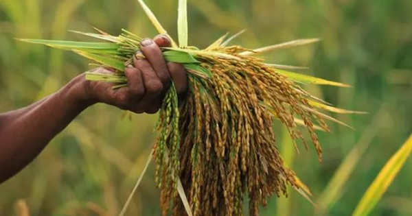 Buồn của quốc gia là vựa lúa lớn thứ 4 thế giới: Xuất khẩu gạo giảm gần 1 nửa trong 1 quý, đối thủ Ấn Độ gây áp lực với thuế suất 0%