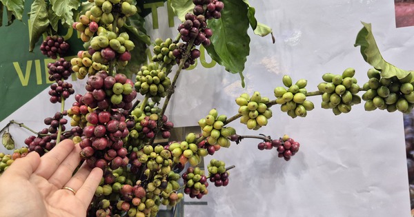 Giá cà phê hôm nay 1-11: Cực đoan hơn thời tiết