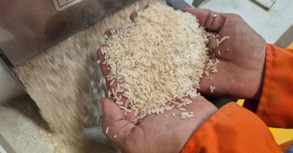 Những loại gạo nào có cơ hội ở thị trường nhập khẩu gạo tới 90%?