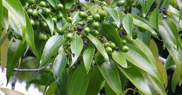 Loài cây gia vị quý của thế giới Việt Nam đang trồng bạt ngàn: Từ vỏ đến lá đều hái ra tiền, nước ta cùng Trung Quốc cạnh tranh ngôi vương của thế giới