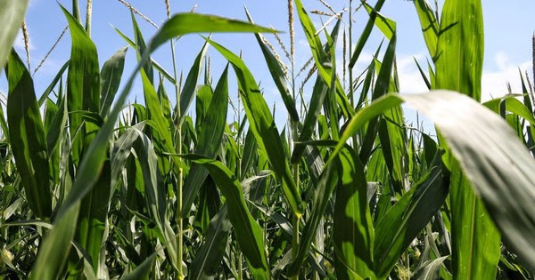 3 nước EU, gồm đồng minh thân cận của Kiev, quyết cấm nhập khẩu hàng hóa Ukraine: EC tuyên bố có thể khởi kiện