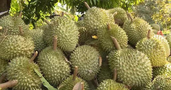 Trung Quốc chi gần 1 tỷ USD mua sầu riêng Việt trong một tháng