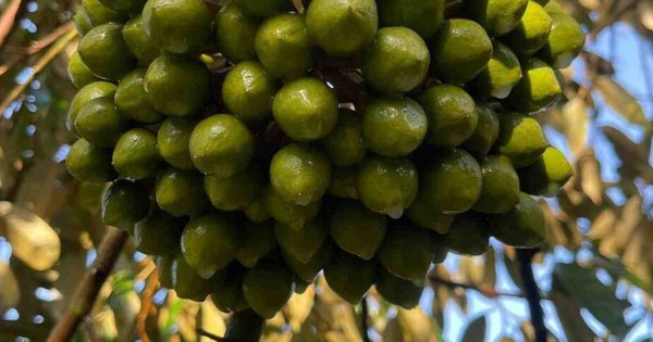 Chỉ trong 1 tháng, Trung Quốc chi gần 1 tỷ USD để mua một sản vật từ Việt Nam