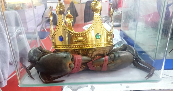 Người nuôi cua ở Cà Mau nói về việc săn lùng "vua cua" nặng trên 1,4 kg