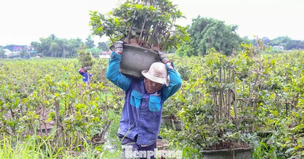 Nông dân trồng mai Tết tất tả 'chạy bão'
