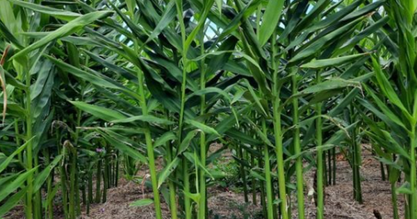 Loại củ là gia vị quý của thế giới Việt Nam trồng bạt ngàn: Thu về hơn 48 triệu USD kể từ đầu năm, nước ta là ông lớn thứ 3 thế giới