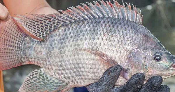 Việt Nam xuất khẩu lô hàng cá rô phi đầu tiên sang Brazil