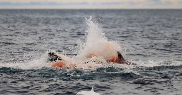 Lần đầu tiên con người vừa chụp được những hình ảnh đáng kinh ngạc này ở Na Uy