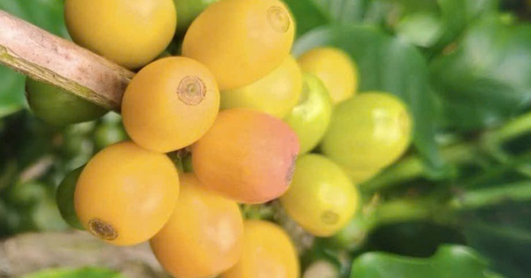 Giá cà phê hôm nay 12-11: Arabica lại tăng nóng, Robusta có diễn biến bất ngờ