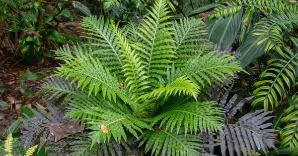 Lần đầu tiên Trung Quốc phát hiện đất hiếm trong cây khiến thế giới sửng sốt, tiềm năng thay đổi tương lai ngành khai khoáng