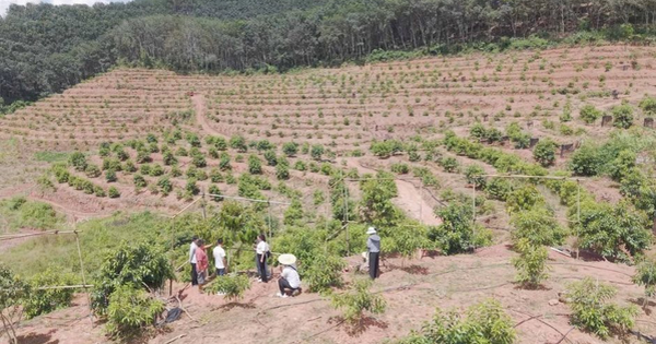 Trung Quốc tuyên bố vừa thử nghiệm thành công sầu riêng tại Vân Nam: Hướng tới giấc mơ “tự do sầu riêng”, diện tích trồng ra sao?