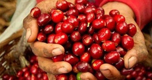 Tổng thống Mỹ cam kết hạ thuế nhập khẩu cà phê nhằm kiềm chế giá tăng