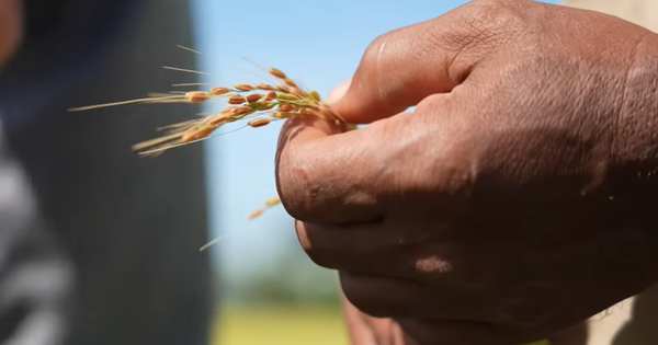 Giống lúa Việt Nam “gây bão” ở Cuba: Người dân nước bạn nói gì?