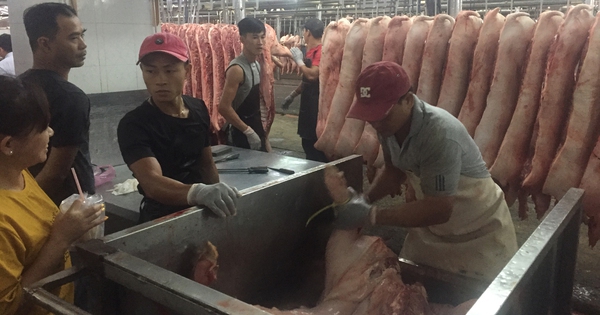 Giá heo cuối năm khó tăng đột biến