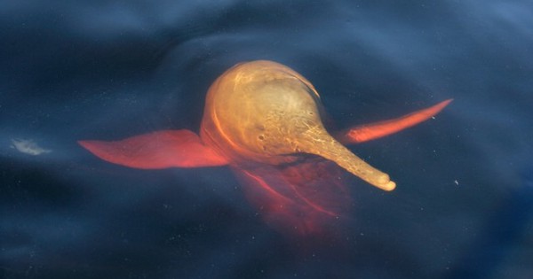 Hàng trăm cá heo chết dồn dập suốt 2 tháng ở Amazon, nước hồ chuyển đỏ: Giới khoa học đứng ngồi không yên