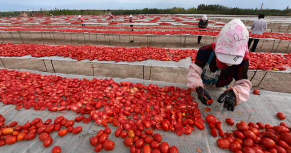 Khách quen bất ngờ 'quay xe', Trung Quốc lập tức rơi vào cảnh ế hàng nghiêm trọng: 700 nghìn tấn hàng chất đống không ai mua