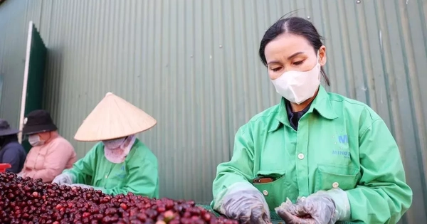 Miễn thuế đối ứng, nhiều nông sản Việt có cơ hội tăng xuất khẩu sang Mỹ