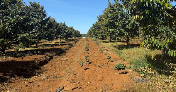 Xuất khẩu sầu riêng Việt từng sụt 69,4% vì rào cản Cadimi, Bầu Đức lộ 'át chủ bài': 1.600 ha ở Lào và kho lạnh 20.000 m² làm sầu riêng cấp đông chờ bán trái vụ giá cao hơn 50%