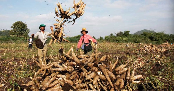 Loại củ được ví như 'vàng trắng' dưới lòng đất, Việt Nam tăng mua 9 triệu tấn từ Campuchia