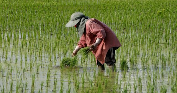 Cuộc khủng hoảng mới của gạo Thái Lan: Giá xuất khẩu thấp nhất 15 năm, chuyên gia cảnh báo đang tụt hậu so với Việt Nam điều quan trọng này