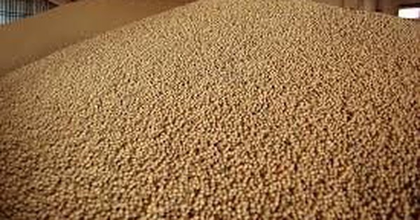 Nông dân Mỹ mắc kẹt với “núi vàng mọc ra từ đất”: Khách mua tiềm năng từ châu Á vẫn dửng dưng