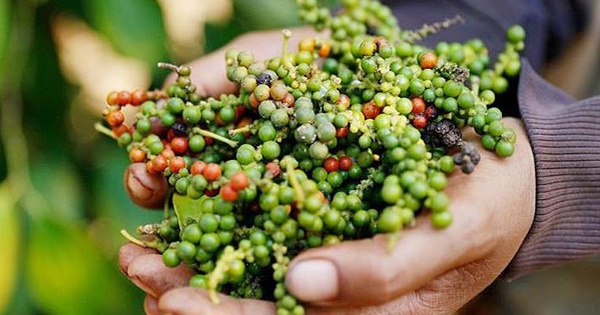 Giá tiêu tăng khi Mỹ giảm thuế