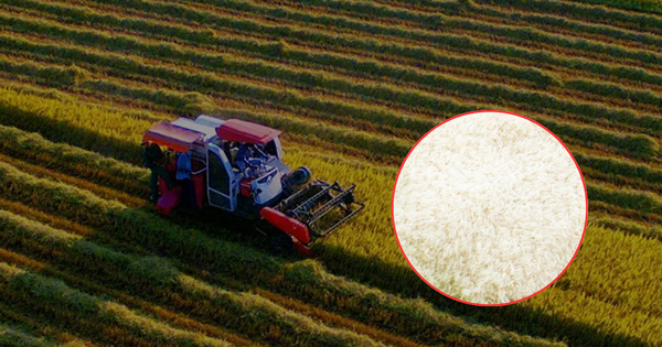 Phát hiện "hạt ngọc" 1.600 đô của Việt Nam: Đánh bại Thái Lan, được giới siêu giàu châu Âu "săn lùng" ráo riết