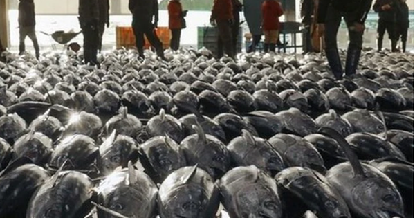 Một loại ‘siêu thực phẩm’ của Việt Nam đang được Nga cực kỳ ưa chuộng: Ưu đãi thuế nhập khẩu 0%, hơn 75 thị trường đang là khách ruột