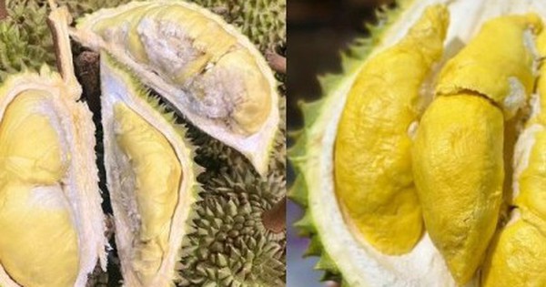 So sánh sầu Thái và sầu Ri6, loại nào ngọt và béo hơn?