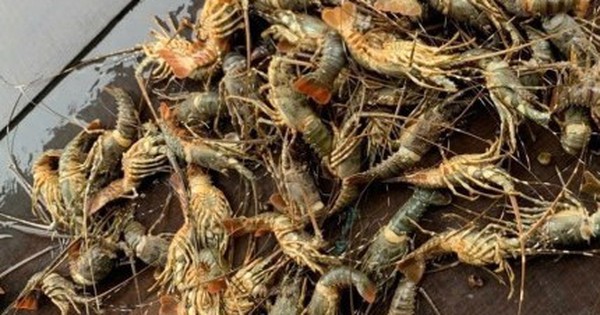 Lũ lớn khiến tôm hùm chết hàng loạt, giá bán chỉ còn 200.000 đồng/kg
