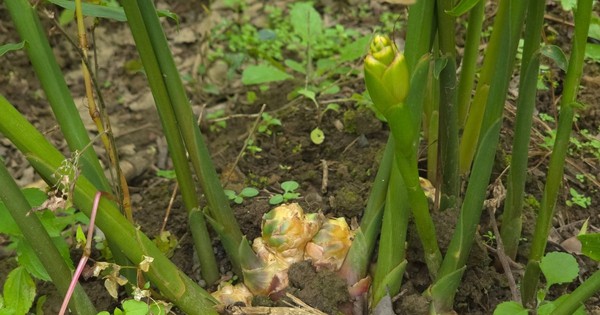 "Mỏ vàng" dưới lòng đất ở vùng cực Bắc Tổ quốc giúp nông dân có trong tay hàng trăm triệu/vụ