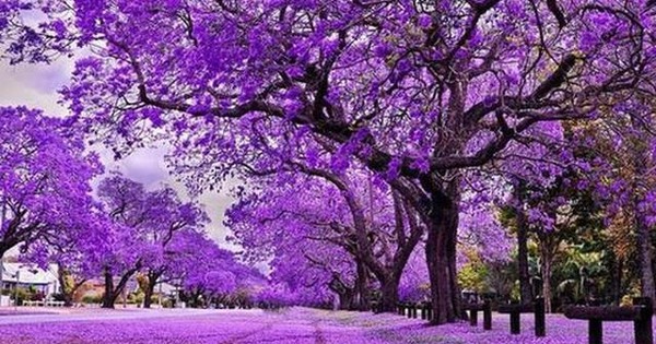 Sóng gió bủa vây thị trường, một cổ phiếu bất ngờ ngược dòng “tím lịm” chục phiên, giá x2 chỉ sau 2 tháng