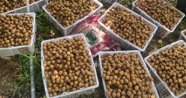 Sau sầu riêng, Lào sắp trở thành đối thủ của một loại trái cây Việt Nam tại Trung Quốc, nước ta đứng thứ 2 thế giới về xuất khẩu