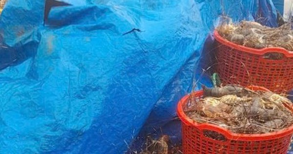 20 triệu con tôm hùm chết trong lũ, nghề nuôi tôm hùm ở Đắk Lắk 'gần như xoá sổ'